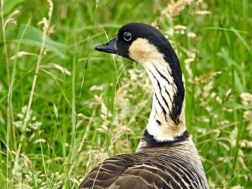 Nene Goose. Photo by Dean Masutomi