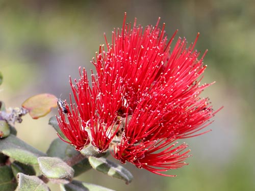 ‘Ōhi‘a (ohia), photo by J.B. Friday