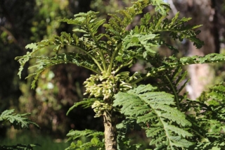 Cyanea shipmanii flowers. Hāhā (haha) outplant from the Refuge nursery. Photo by J. B. Friday