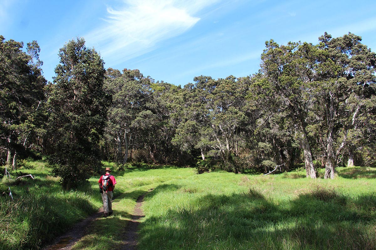 Meadow at Hakalau Forest, photo by J.B. Friday