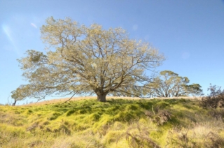 Acacia koa defoliation by wind. Photo by Rob Shallenberger