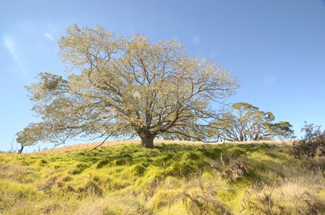 Acacia koa defoliation by wind. Photo by Rob Shallenberger