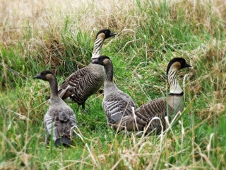 Nene (Branta sandvicensis). Photo by Dean Masutomi