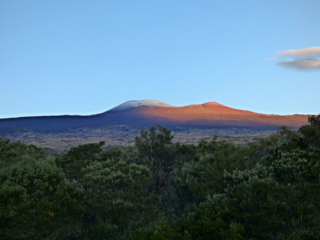 Sunday Morning at Hakalau Forest. Photo by Dean Masutomi