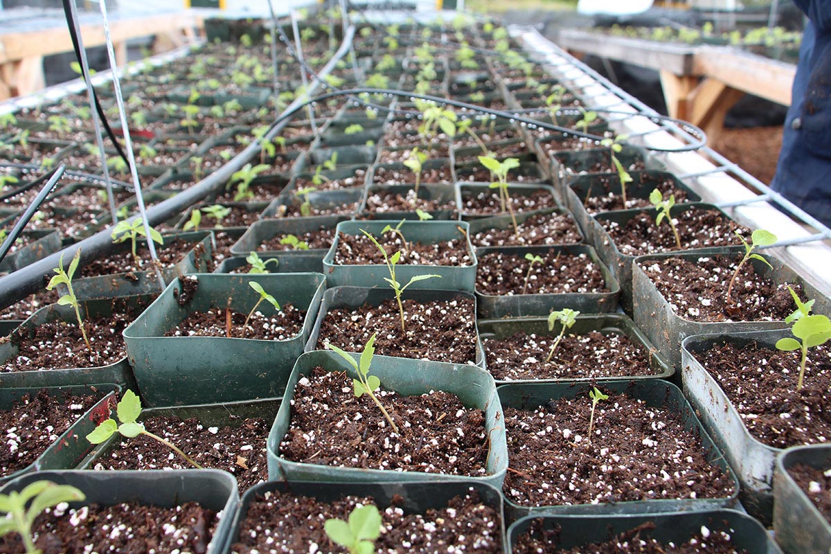 Newly transplanted seedlings. Photo by J. B. Friday
