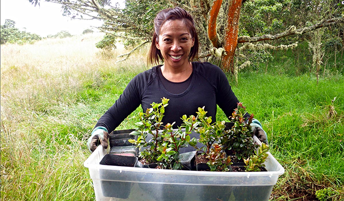 San carries a tray of outplantings. Photo by Dean Masutomi