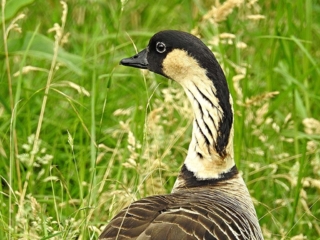Nene (Branta sandvicensis). Photo by Dean Masutomi