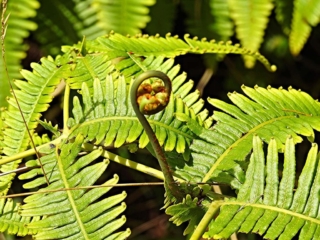 ‘Uluhe (Dicranopteris linearis). Photo by Dean Masutomi