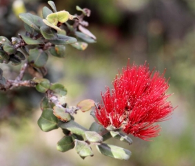 ‘Ōhi‘a (ohia). Photo by J.B. Friday