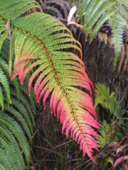 ‘Ama‘u ferns. Photo by J. B. Friday