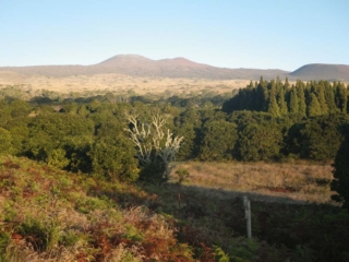 Hakalau morning. Photo by J. B. Friday
