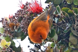 ‘Akepa. Photo by Ellen Schwenne