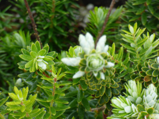 Pukiawe, Leptecophylla tameiameiae. Photo by Dean Masutomi