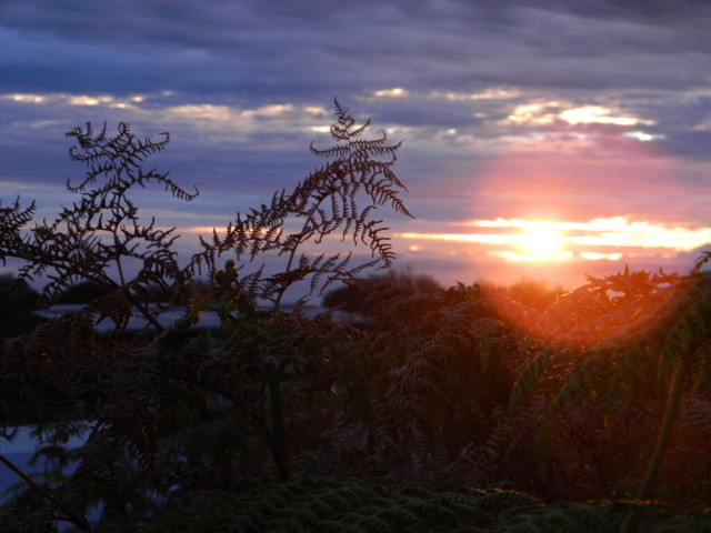 Hakalau Sunrise. Photo by Dean Masutomi