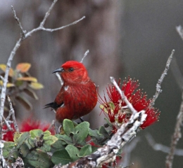 ‘Apapane. Photo by Dean Masutomi