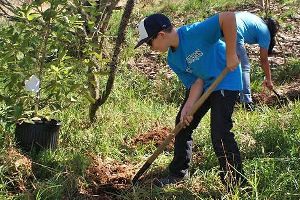 Youth planting a tree at Hakalau | Rare Plants Hawaii