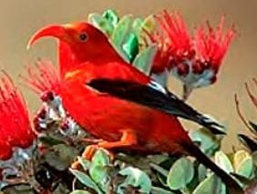 Iiwi in the news | Endangered Birds in Hawaii