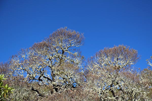 Koa trees defoliated by the koa moth | Island Conservation Hawaii