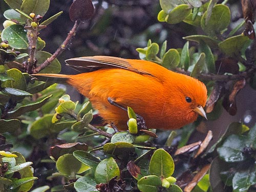 Hawaii ‘Akepa. Photo by Jack Jeffery