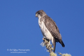 Hawaiian Hawk. Photo by Jack Jeffery