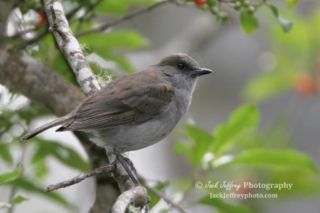 ‘Ōma‘o. Photo by Jack Jeffery