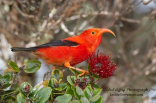‘I‘iwi. Photo by Jack Jeffery