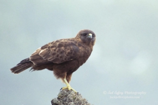 Hawaiian Hawk. Photo by Jack Jeffery