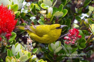 Hawaii ‘Amakihi. Photo by Jack Jeffery
