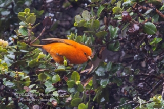 Hawaii ‘Akepa. Photo by Jack Jeffery