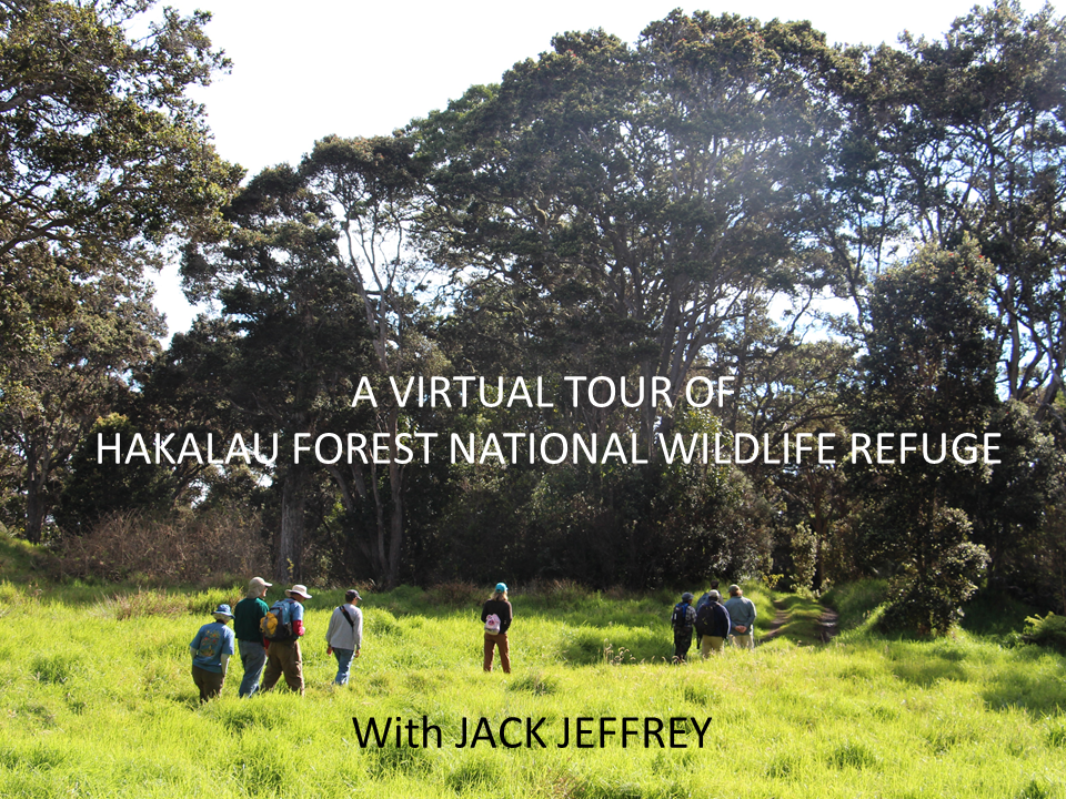Virtual birding tour of Hakalau Forest