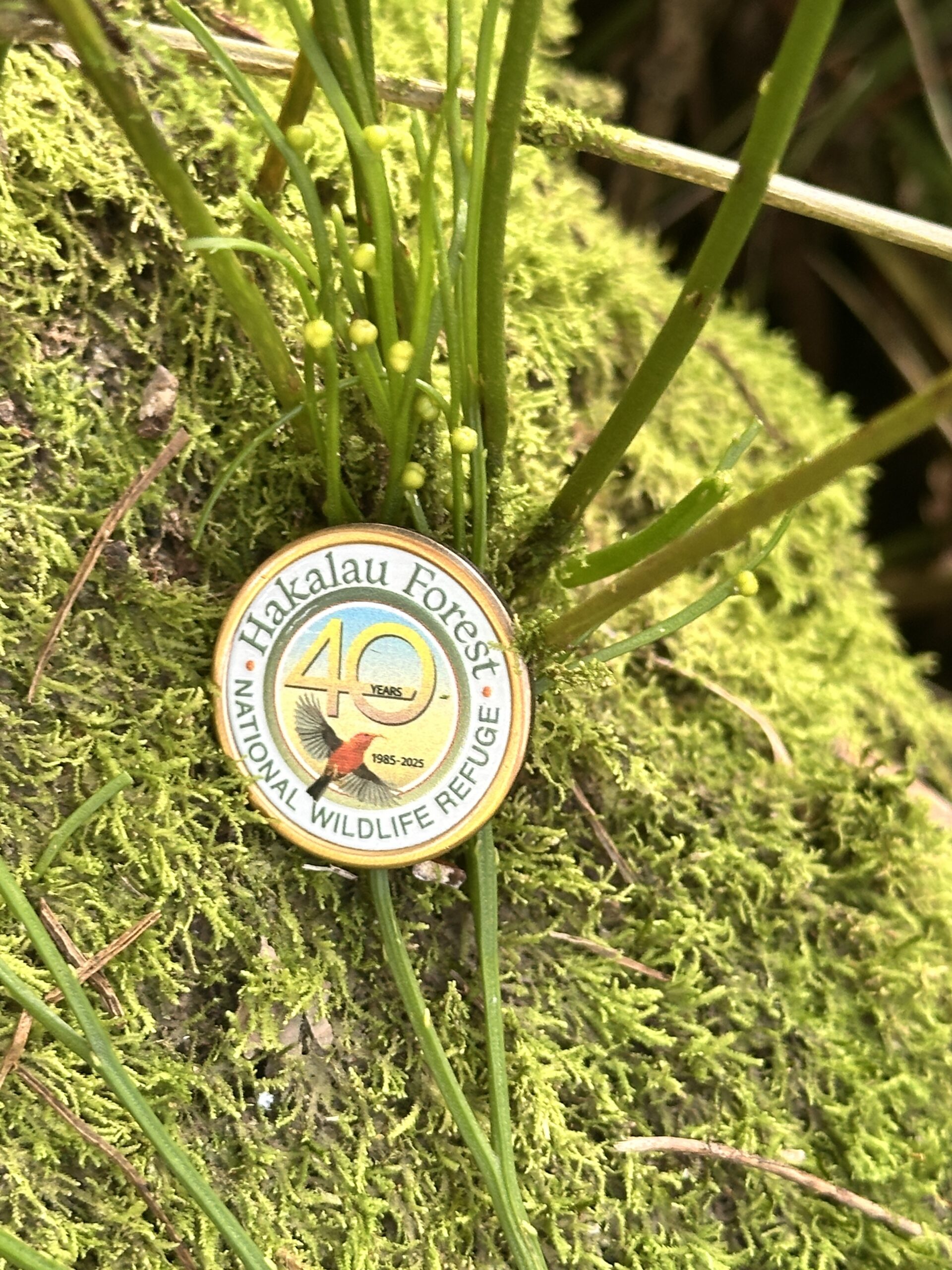 Pin New *Limited Edition* 40th Anniversary Hakalau Forest!