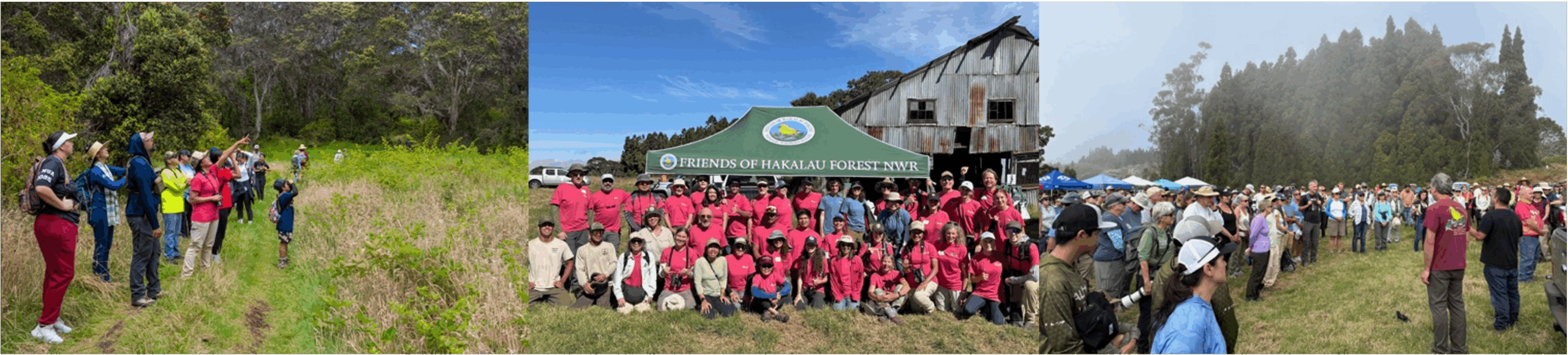 Hawaii Forest & Trail | Kohala Zipline