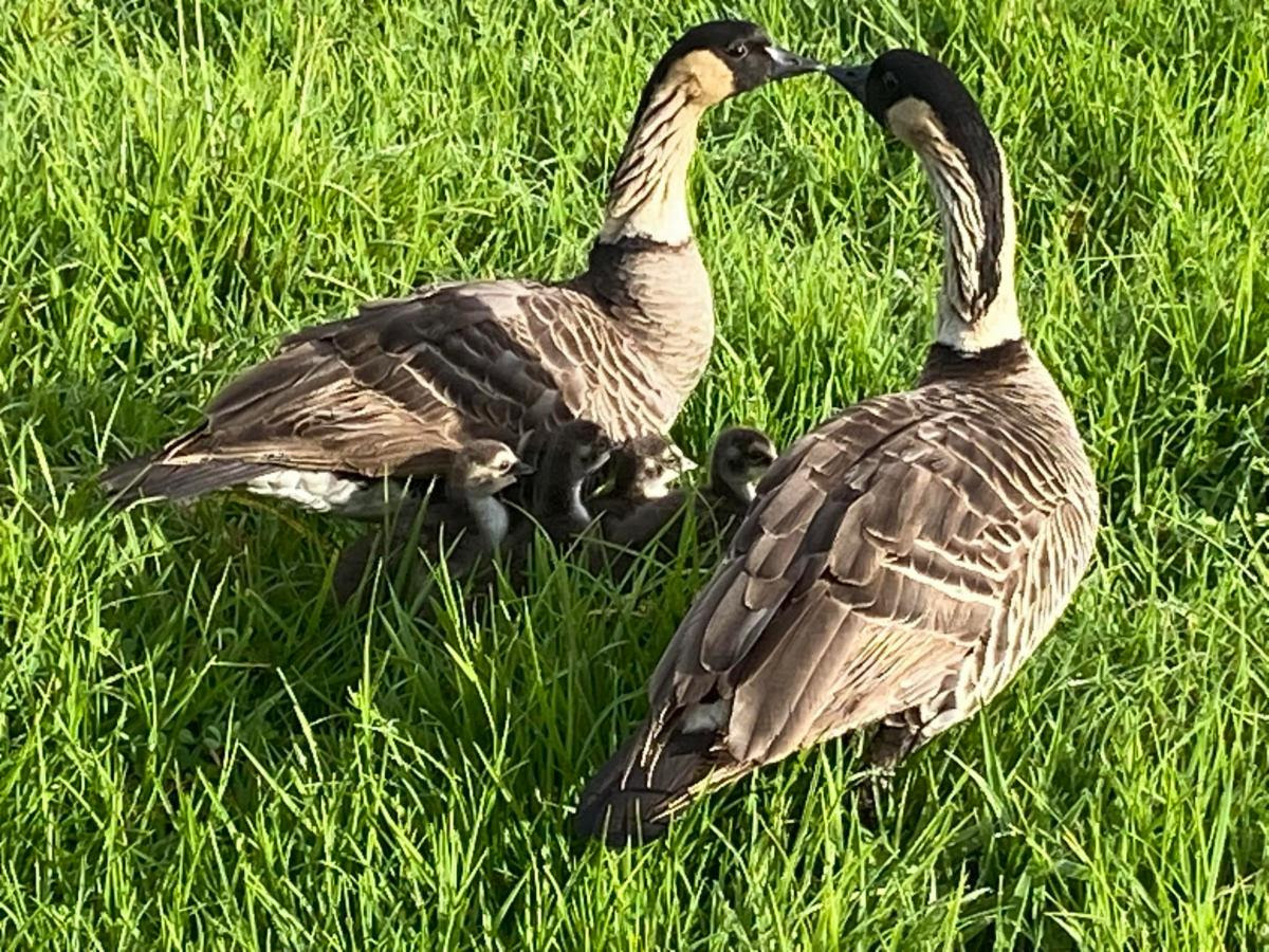Group of 14 volunteers standing on the trail they cleared at Hakalau Forest in May 2024